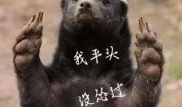 平头哥爆料视频,一窥科技圈幕后风云